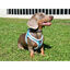 Nayeco X-TRM Neo Azul arnés para perros, , large indicador imagen numero 2